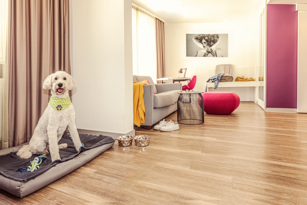 Hunde im Hotel Indigo cArianne Happekotte 3